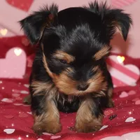 AKC Black and Tan, a male Yorkshire Terrier for sale in Silver Spring, MD – Photo 4 of 8