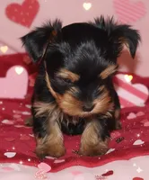 AKC Black and Tan, a male Yorkshire Terrier for sale in Silver Spring, MD – Photo 4 of 8