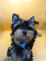 AKC Black and Tan, a male Yorkshire Terrier for sale in Silver Spring, MD – 2 of 4