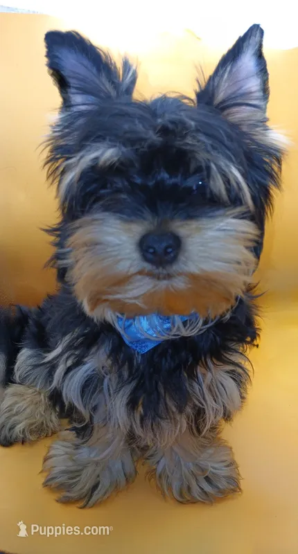 AKC Black and Tan – Yorkshire Terrier puppy for sale in Silver Spring, MD