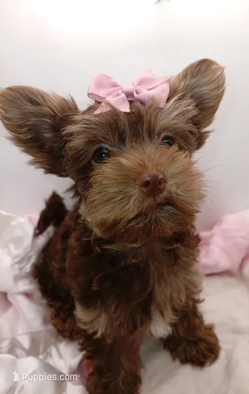 AKC Chocolate and Tan Female – Yorkshire Terrier puppy for sale in Silver Spring, MD