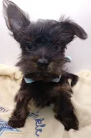 AKC Black and Rust Male, a male Yorkshire Terrier for sale in Silver Spring, MD – 6 of 7