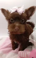 AKC Chocolate Yorkie Female, a female Yorkshire Terrier for sale in Silver Spring, MD – 2 of 7