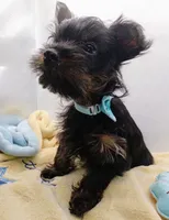 AKC Black and Rust Male, a male Yorkshire Terrier for sale in Silver Spring, MD – 7 of 7