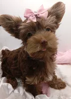 AKC Chocolate and Tan Female, a female Yorkshire Terrier for sale in Silver Spring, MD – 7 of 9