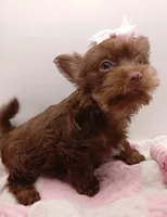 AKC Chocolate Yorkie Female, a female Yorkshire Terrier for sale in Silver Spring, MD – 3 of 7