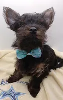 AKC Black and Rust Male, a male Yorkshire Terrier for sale in Silver Spring, MD – 4 of 7