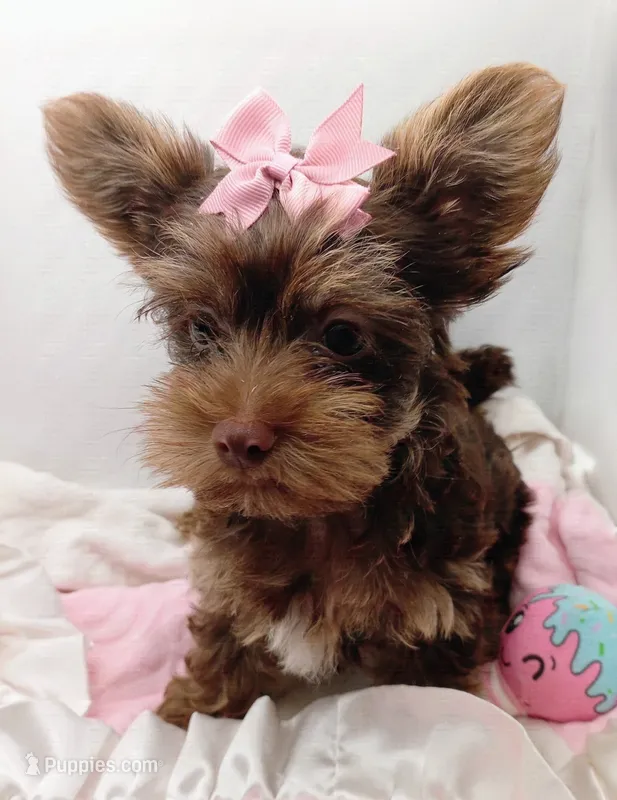 AKC Chocolate and Tan Female – Yorkshire Terrier puppy for sale in Silver Spring, MD