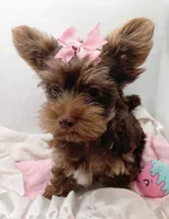 AKC Chocolate and Tan Female, a female Yorkshire Terrier for sale in Silver Spring, MD – 1 of 9