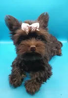 AKC KB Chocolate , a female Yorkshire Terrier for sale in Silver Spring, MD – Photo 5 of 10