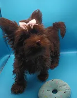 AKC KB Chocolate , a female Yorkshire Terrier for sale in Silver Spring, MD – Photo 4 of 10