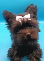 AKC KB Chocolate , a female Yorkshire Terrier for sale in Silver Spring, MD – Photo 1 of 10