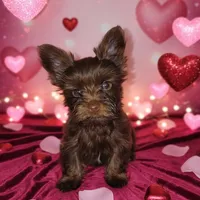 AKC KB Chocolate , a female Yorkshire Terrier for sale in Silver Spring, MD – Photo 9 of 10