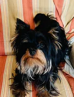 AKC KB Chocolate , a female Yorkshire Terrier for sale in Silver Spring, MD – Photo 10 of 10