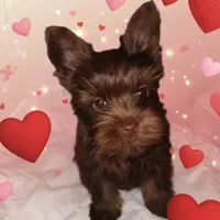 AKC KB Chocolate , a female Yorkshire Terrier for sale in Silver Spring, MD – Photo 8 of 10
