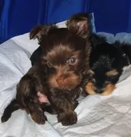 AKC KB Chocolate , a female Yorkshire Terrier for sale in Silver Spring, MD – Photo 9 of 10