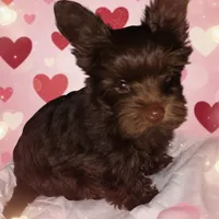 AKC KB Chocolate , a female Yorkshire Terrier for sale in Silver Spring, MD – Photo 7 of 10