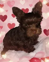 AKC KB Chocolate , a female Yorkshire Terrier for sale in Silver Spring, MD – Photo 3 of 10