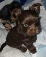AKC KB Chocolate , a female Yorkshire Terrier for sale in Silver Spring, MD – Photo 6 of 10