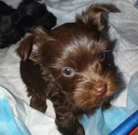 AKC KB Chocolate , a female Yorkshire Terrier for sale in Silver Spring, MD – Photo 7 of 10