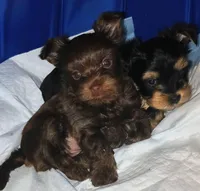 AKC KB Chocolate , a female Yorkshire Terrier for sale in Silver Spring, MD – Photo 8 of 10