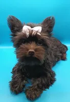 AKC KB Chocolate , a female Yorkshire Terrier for sale in Silver Spring, MD – Photo 2 of 10