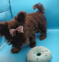 AKC KB Chocolate , a female Yorkshire Terrier for sale in Silver Spring, MD – Photo 3 of 10