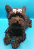 AKC KB Chocolate , a female Yorkshire Terrier for sale in Silver Spring, MD – Photo 6 of 10