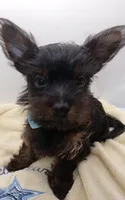 AKC Black and Rust Male, a male Yorkshire Terrier for sale in Silver Spring, MD – 1 of 7