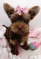 AKC Chocolate and Tan Female, a female Yorkshire Terrier for sale in Silver Spring, MD – 9 of 9