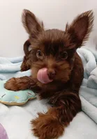 AKC Chocolate and Tan male, a male Yorkshire Terrier for sale in Silver Spring, MD – 2 of 10