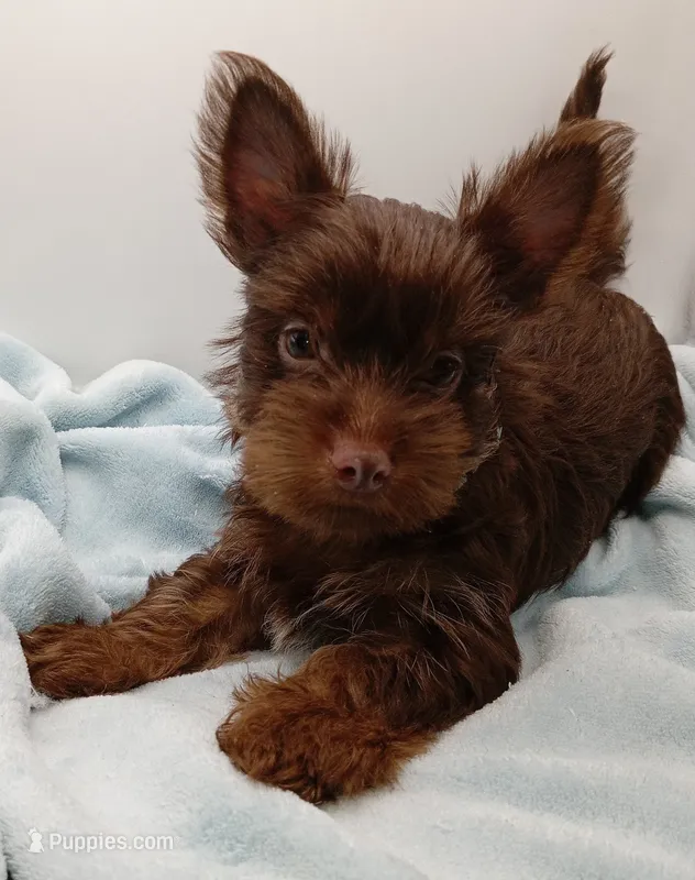 AKC Chocolate and Tan male – Yorkshire Terrier puppy for sale in Silver Spring, MD