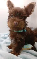 AKC Chocolate and Tan male, a male Yorkshire Terrier for sale in Silver Spring, MD – 4 of 10