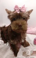 AKC Chocolate and Tan Female, a female Yorkshire Terrier for sale in Silver Spring, MD – 8 of 9