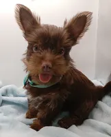 AKC Chocolate and Tan male, a male Yorkshire Terrier for sale in Silver Spring, MD – 7 of 10