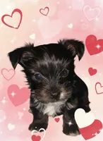 AKC KB Black, a male Yorkshire Terrier for sale in Silver Spring, MD – Photo 4 of 9