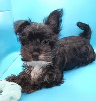 AKC KB Black, a male Yorkshire Terrier for sale in Silver Spring, MD – Photo 4 of 8