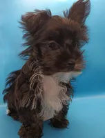 AKC KB Black, a male Yorkshire Terrier for sale in Silver Spring, MD – Photo 2 of 8