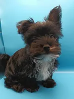 AKC KB Black, a male Yorkshire Terrier for sale in Silver Spring, MD – Photo 3 of 8