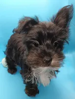 AKC KB Black, a male Yorkshire Terrier for sale in Silver Spring, MD – Photo 7 of 8