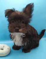 AKC KB Black, a male Yorkshire Terrier for sale in Silver Spring, MD – Photo 1 of 8