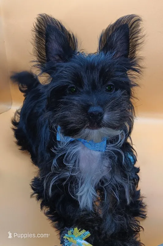 AKC KB Black – Yorkshire Terrier puppy for sale in Silver Spring, MD