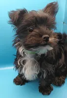 AKC KB Black, a male Yorkshire Terrier for sale in Silver Spring, MD – Photo 5 of 8