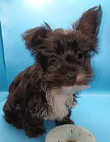 AKC KB Black, a male Yorkshire Terrier for sale in Silver Spring, MD – Photo 6 of 8