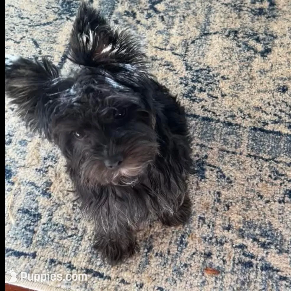 AKC KB Black, a male Yorkshire Terrier for sale in Silver Spring, MD – Photo 9 of 9