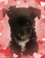 AKC KB Black, a male Yorkshire Terrier for sale in Silver Spring, MD – Photo 3 of 9