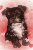 AKC KB Black, a male Yorkshire Terrier for sale in Silver Spring, MD – Photo 7 of 9