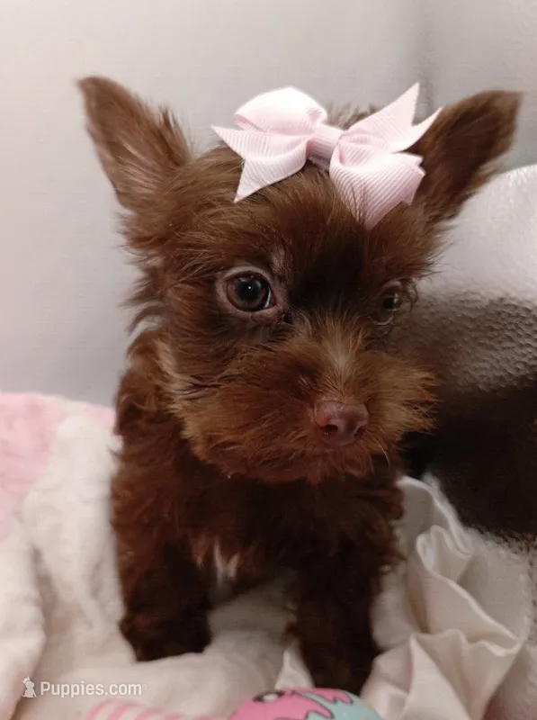 AKC Chocolate Yorkie Female – Yorkshire Terrier puppy for sale in Silver Spring, MD