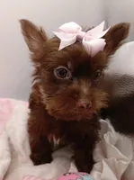 AKC Chocolate Yorkie Female, a female Yorkshire Terrier for sale in Silver Spring, MD – 1 of 7