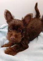 AKC Chocolate and Tan male, a male Yorkshire Terrier for sale in Silver Spring, MD – 8 of 10